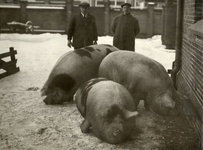 122515 Afbeelding van enkele, voor de slacht bestemde, varkens op het terrein van het Openbaar Slachthuis ...